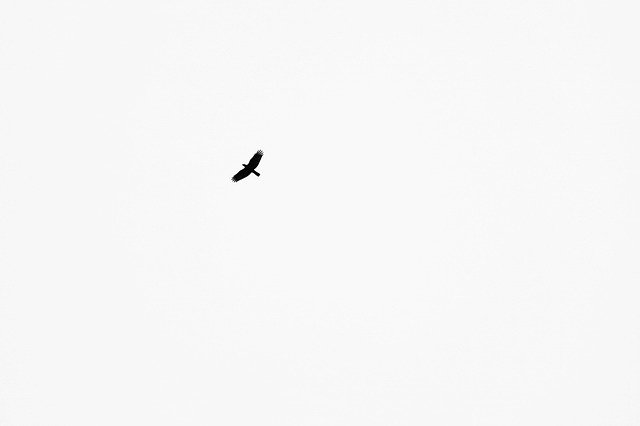 crow in clear sky